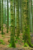 The variety of woodland environments makes for very enjoyable walks