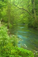 River Dove