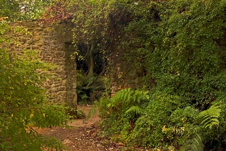 Path to Tree Fern Garden