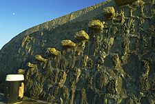 Stairs on The Cobb