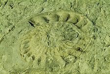 Fossil on the beach at Lyme Regis