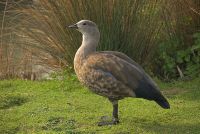 Photo of Slimbridge Wildfowl and Wetlands Centre, Slimbridge, near Dursley, Gloucestershire.