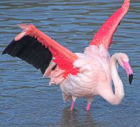 Photo of Slimbridge Wildfowl and Wetlands Centre, Slimbridge, near Dursley, Gloucestershire.