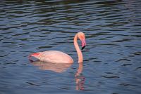 Photo of Slimbridge Wildfowl and Wetlands Centre, Slimbridge, near Dursley, Gloucestershire.
