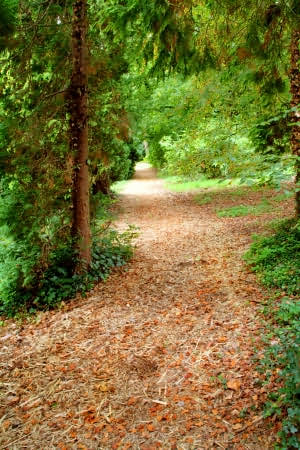 Path through the woods at Batsford