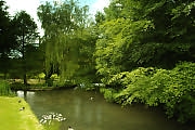 Ducks in the River Coln