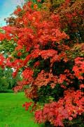 Acer Glade