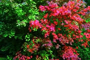 Acer Glade