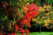 Acer Glade at Westonbirt