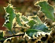 Holly