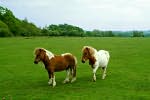 New Forest ponies, Hampshire