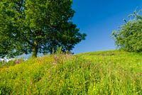 The banks of the hill fort earthworks