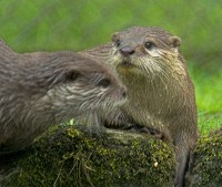 Stock photo of otters at the Otter Trust, Bungay, Suffolk. Part of the UK Travel and Heritage Image Library from Britain Express, Suffolk Collection