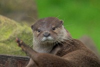 Stock photo of Asian otters at the Otter Trust, Bungay, Suffolk. Part of the UK Travel and Heritage Image Library from Britain Express, Suffolk Collection