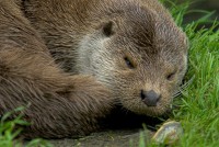 Stock photo of otters at the Otter Trust, Bungay, Suffolk. Part of the UK Travel and Heritage Image Library from Britain Express, Norfolk Collection