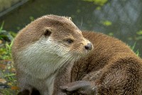 Stock photo of british otters at the Otter Trust, Bungay, Suffolk. Part of the UK Travel and Heritage Image Library from Britain Express,  Collection