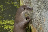 Stock photo of a British otter at the Otter Trust, Bungay, Suffolk. Part of the UK Travel and Heritage Image Library from Britain Express, Suffolk Collection
