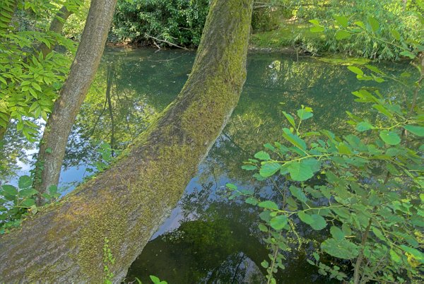 Photo of Abbey House Gardens, Malmesbury, Wiltshire. Part of the UK Travel and Heritage Image Library from Britain Express, Wiltshire Collection