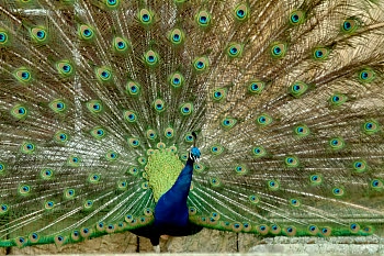 Peacock at Castle Howard