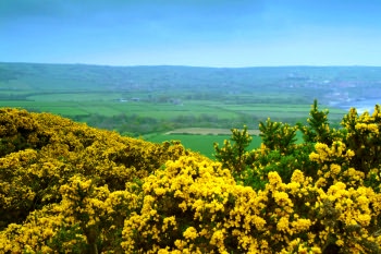Robin Hoods Bay with broom in bloom