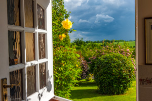 Cottage window with rose, Kersall, Nottinghamshire