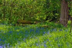 Bluebell woods at Packwood House