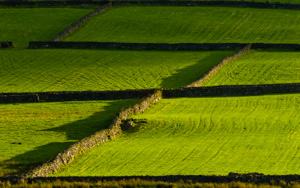 Drystone walls, Lake District
