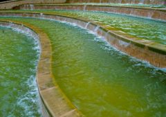 Alnwick Garden