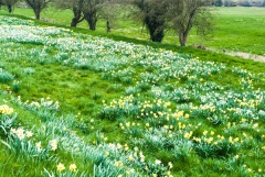 Battle of Hastings battlefield