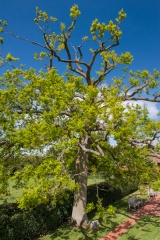 The Diamond Jubilee Tree