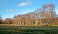 Clumber Park