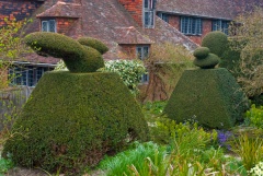 Great Dixter Gardens topiary