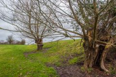Trees grow on the henge bank