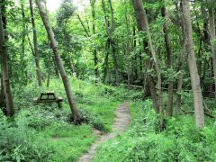 Brede High Woods