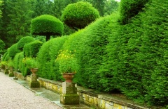 Topiary in the garden