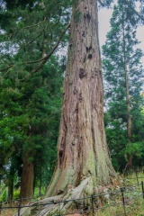 Giant redwood (wellingtonia)