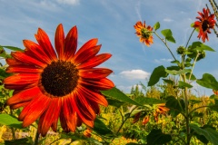 Summer sunflowers in the garden