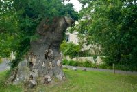 Queen Elizabeth I's oak tree