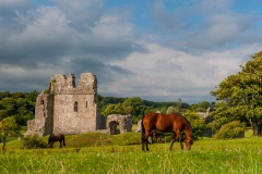 Horses grazing by the castle ruins