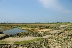Pagham Harbour Local Nature Reserve