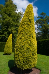 Clipped hedges and garden topiary