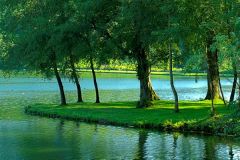 Trees by the lakeshore