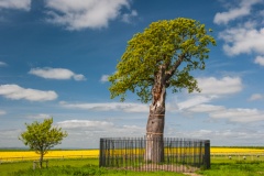 The Royal Oak