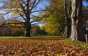 Thorp Perrow Arboretum
