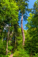 Diana's Grove