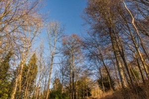Trees in the 'Rough Hills' area of the Park