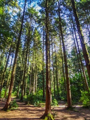 Trees in the Escot woodlands (c) Julie Munckton