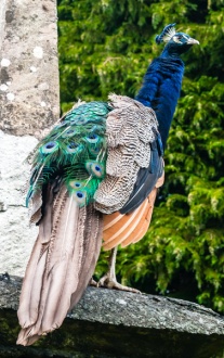 One of the resident Gwydir peacocks