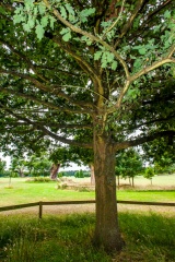 Queen Elizabeth's Oak