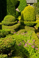 Topiary acorns in the garden